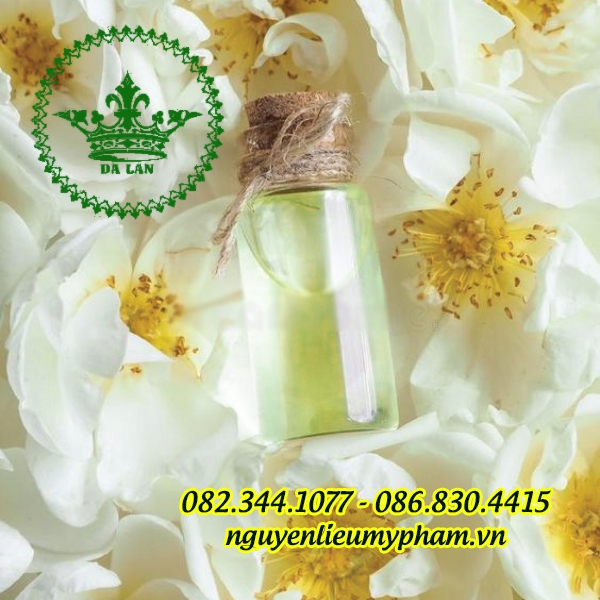 Bán Dầu Hạt Xương Rồng Giá Sỉ Chất Lượng – Cung Cấp Nguyên Liệu Mỹ Phẩm Thiên Nhiên