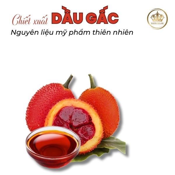 Chiết xuất dầu gấc: Dầu thực vật tinh khiết đến 99.9%