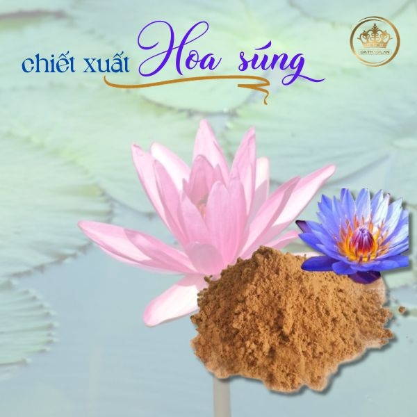 Chiết xuất hoa súng: Nguyên liệu xóa nám, tàn nhang