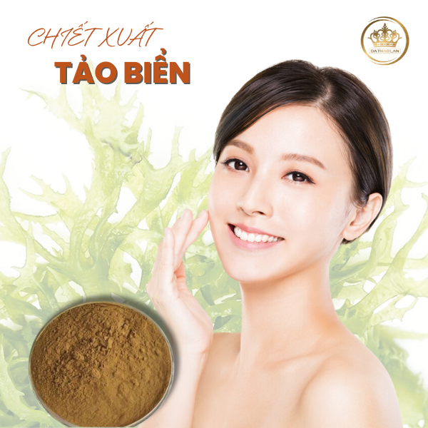 Chiết xuất tảo biển: Chiết xuất thiên nhiên chống oxy hóa