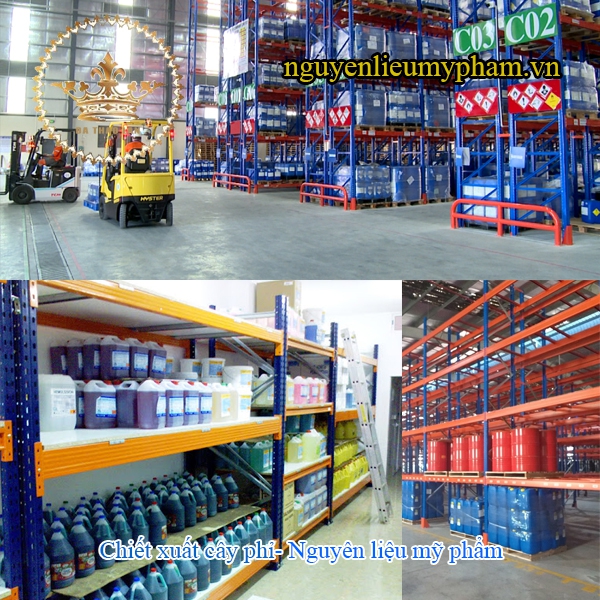 Chiết xuất cây phỉ- Chiết xuất thiên nhiên, Cung cấp nguyên liệu mỹ phẩm thiên nhiên